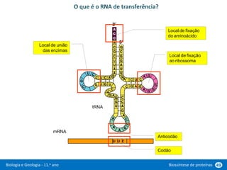Biologia e Geologia - 11.o ano Biossíntese de proteínas 49
O que é o RNA de transferência?
Local de fixação
do aminoácido
Local de fixação
ao ribossoma
Local de união
das enzimas
Anticodão
U C
U
tRNA
mRNA
Codão
 