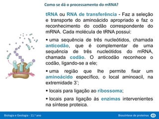 Biologia e Geologia - 11.o ano Biossíntese de proteínas 49
tRNA ou RNA de transferência - Faz a seleção
e transporte do aminoácido apropriado e faz o
reconhecimento do codão correspondente do
mRNA. Cada molécula de tRNA possui:
 uma sequência de três nucleótidos, chamada
anticodão, que é complementar de uma
sequência de três nucleótidos do mRNA,
chamada codão. O anticodão reconhece o
codão, ligando-se a ele;
 uma região que lhe permite fixar um
aminoácido específico, o local aminoacil, na
extremidade 3’;
 locais para ligação ao ribossoma;
 locais para ligação às enzimas intervenientes
na síntese proteica.
Como se dá o processamento do mRNA?
 