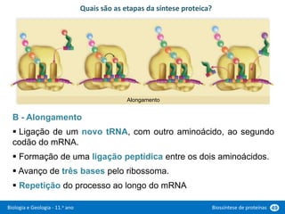 Biologia e Geologia - 11.o ano Biossíntese de proteínas 49
B - Alongamento
 Ligação de um novo tRNA, com outro aminoácido, ao segundo
codão do mRNA.
 Formação de uma ligação peptídica entre os dois aminoácidos.
 Avanço de três bases pelo ribossoma.
 Repetição do processo ao longo do mRNA
Quais são as etapas da síntese proteica?
Alongamento
 