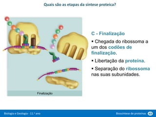 Biologia e Geologia - 11.o ano Biossíntese de proteínas 49
C - Finalização
 Chegada do ribossoma a
um dos codões de
finalização.
 Libertação da proteína.
 Separação do ribossoma
nas suas subunidades.
Quais são as etapas da síntese proteica?
Finalização
 