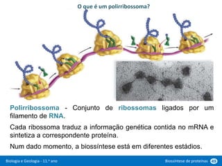 Biologia e Geologia - 11.o ano Biossíntese de proteínas 49
Polirribossoma - Conjunto de ribossomas ligados por um
filamento de RNA.
Cada ribossoma traduz a informação genética contida no mRNA e
sintetiza a correspondente proteína.
Num dado momento, a biossíntese está em diferentes estádios.
O que é um polirribossoma?
 
