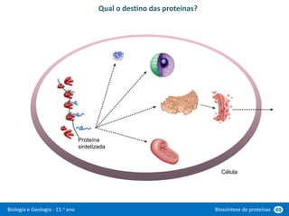 Biologia e Geologia - 11.o ano Biossíntese de proteínas 49
Qual o destino das proteínas?
Proteína
sintetizada
Célula
 
