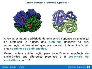 Biologia e Geologia - 11.o ano Biossíntese de proteínas 49
A forma, estrutura e atividade de uma célula depende da presença
de proteínas. A função das proteínas depende da sua
conformação tridimensional que, por sua vez, é determinada por
uma sequência de aminoácidos.
Quem contém a informação para especificar a sequência de
aminoácidos das diferentes proteínas é a sequência de
nucleótidos do DNA.
Como é expressa a informação genética?
 