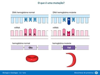 Biologia e Geologia - 11.o ano Biossíntese de proteínas 49
O que é uma mutação?
DNA hemoglobina normal DNA hemoglobina mutante
mRNA mRNA
hemoglobina normal hemoglobina mutante
 
