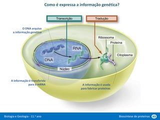 Biologia e Geologia - 11.o ano Biossíntese de proteínas 49
Como é expressa a informação genética?
Transcrição Tradução
Núcleo
Citoplasma
Ribossoma
Proteína
O DNA arquiva
a informação genética
A informação é transferida
para o mRNA A informação é usada
para fabricar proteínas
 