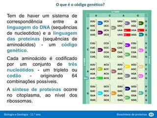 Biologia e Geologia - 11.o ano Biossíntese de proteínas 49
Tem de haver um sistema de
correspondência entre a
linguagem do DNA (sequências
de nucleotidos) e a linguagem
das proteínas (sequências de
aminoácidos) - um código
genético.
Cada aminoácido é codificado
por um conjunto de três
nucleótidos - um tripleto ou
codão - originando 64
combinações possíveis.
A síntese de proteínas ocorre
no citoplasma, ao nível dos
ribossomas.
Fen
Leu
Leu
Ile
Met Ini
Val Ala
Tre
Pro
Ser
Tir
His
Glu
Asn
Lis
Asp
Glu
Cis
Trp
Arg
Ser
Arg
Gli
Fin Fin
Fin
1.ª
BASE
2.ª BASE
3.ª
BASE
O que é o código genético?
 