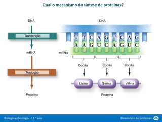 Biologia e Geologia - 11.o ano Biossíntese de proteínas 49
Qual o mecanismo da síntese de proteínas?
Transcrição
Tradução
Valina
Lisina Serina
Codão Codão Codão
DNA
DNA
mRNA
Proteína
mRNA
Proteína
 