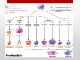 13
Hematopoiesis
 