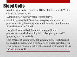 Blood Cells
• Myeloid stem cells give rise to RBCs, platelets, and all WBCs
  except for lymphocytes.
• Lymphoid stem cells give rise to lymphocytes.
• Myeloid stem cells differentiate into progenitor cells or
  precursor cells (blast cells) which will develop into the actual
  formed elements of blood.
• Lymphoid stem cells differentiate into pre-B and
  prothymocytes which develop into B-lymphocytes and T-
  lymphocytes, respectively.
• This process of hemopoiesis (or hematopoiesis) is stimulated
  by several hematopoietic growth factors. These hematopoietic
  growth factors stimulate differentiation and proliferation of the
  various blood cells.                                          14
 