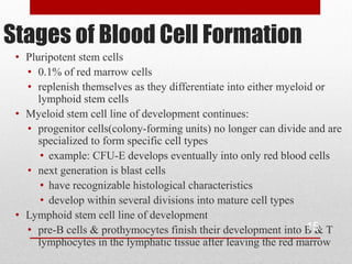 Stages of Blood Cell Formation
 • Pluripotent stem cells
   • 0.1% of red marrow cells
   • replenish themselves as they differentiate into either myeloid or
      lymphoid stem cells
 • Myeloid stem cell line of development continues:
   • progenitor cells(colony-forming units) no longer can divide and are
      specialized to form specific cell types
       • example: CFU-E develops eventually into only red blood cells
   • next generation is blast cells
       • have recognizable histological characteristics
       • develop within several divisions into mature cell types
 • Lymphoid stem cell line of development
                                                                  15
   • pre-B cells & prothymocytes finish their development into B & T
      lymphocytes in the lymphatic tissue after leaving the red marrow
 