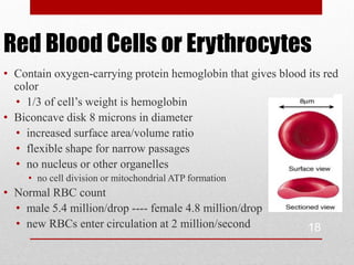 Red Blood Cells or Erythrocytes
• Contain oxygen-carrying protein hemoglobin that gives blood its red
  color
  • 1/3 of cell’s weight is hemoglobin
• Biconcave disk 8 microns in diameter
  • increased surface area/volume ratio
  • flexible shape for narrow passages
  • no nucleus or other organelles
     • no cell division or mitochondrial ATP formation
• Normal RBC count
  • male 5.4 million/drop ---- female 4.8 million/drop
  • new RBCs enter circulation at 2 million/second            18
 