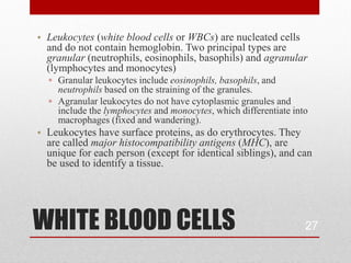 • Leukocytes (white blood cells or WBCs) are nucleated cells
  and do not contain hemoglobin. Two principal types are
  granular (neutrophils, eosinophils, basophils) and agranular
  (lymphocytes and monocytes)
  ▫ Granular leukocytes include eosinophils, basophils, and
    neutrophils based on the straining of the granules.
  ▫ Agranular leukocytes do not have cytoplasmic granules and
    include the lymphocytes and monocytes, which differentiate into
    macrophages (fixed and wandering).
• Leukocytes have surface proteins, as do erythrocytes. They
  are called major histocompatibility antigens (MHC), are
  unique for each person (except for identical siblings), and can
  be used to identify a tissue.




WHITE BLOOD CELLS                                                 27
 