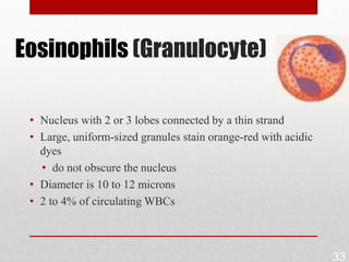 Eosinophils (Granulocyte)

 • Nucleus with 2 or 3 lobes connected by a thin strand
 • Large, uniform-sized granules stain orange-red with acidic
   dyes
   • do not obscure the nucleus
 • Diameter is 10 to 12 microns
 • 2 to 4% of circulating WBCs



                                                                33
 
