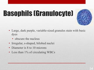 Basophils (Granulocyte)

 • Large, dark purple, variable-sized granules stain with basic
   dyes
   • obscure the nucleus
 • Irregular, s-shaped, bilobed nuclei
 • Diameter is 8 to 10 microns
 • Less than 1% of circulating WBCs




                                                                  34
 