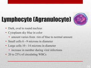 Lymphocyte (Agranulocyte)
 • Dark, oval to round nucleus
 • Cytoplasm sky blue in color
   • amount varies from rim of blue to normal amount
 • Small cells 6 - 9 microns in diameter
 • Large cells 10 - 14 microns in diameter
   • increase in number during viral infections
 • 20 to 25% of circulating WBCs



                                                       35
 