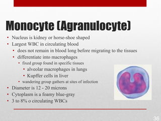Monocyte (Agranulocyte)
• Nucleus is kidney or horse-shoe shaped
• Largest WBC in circulating blood
  • does not remain in blood long before migrating to the tissues
  • differentiate into macrophages
     • fixed group found in specific tissues
        • alveolar macrophages in lungs
        • Kupffer cells in liver
     • wandering group gathers at sites of infection
• Diameter is 12 - 20 microns
• Cytoplasm is a foamy blue-gray
• 3 to 8% o circulating WBCs


                                                                    36
 