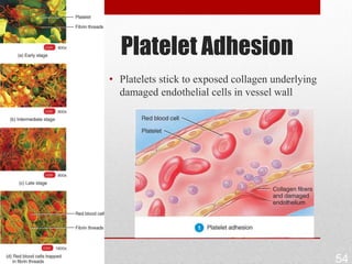 Platelet Adhesion
• Platelets stick to exposed collagen underlying
  damaged endothelial cells in vessel wall




                                                   54
 