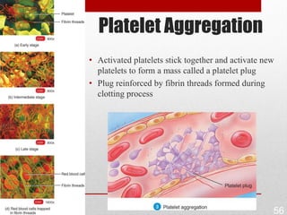 Platelet Aggregation
• Activated platelets stick together and activate new
  platelets to form a mass called a platelet plug
• Plug reinforced by fibrin threads formed during
  clotting process




                                                    56
 