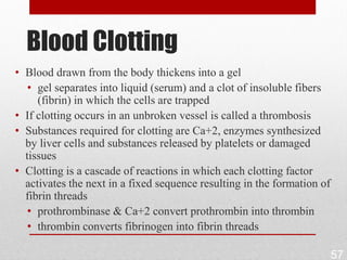 Blood Clotting
• Blood drawn from the body thickens into a gel
   • gel separates into liquid (serum) and a clot of insoluble fibers
     (fibrin) in which the cells are trapped
• If clotting occurs in an unbroken vessel is called a thrombosis
• Substances required for clotting are Ca+2, enzymes synthesized
  by liver cells and substances released by platelets or damaged
  tissues
• Clotting is a cascade of reactions in which each clotting factor
  activates the next in a fixed sequence resulting in the formation of
  fibrin threads
   • prothrombinase & Ca+2 convert prothrombin into thrombin
   • thrombin converts fibrinogen into fibrin threads

                                                                         57
 