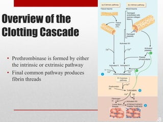 Overview of the
Clotting Cascade

 • Prothrombinase is formed by either
   the intrinsic or extrinsic pathway
 • Final common pathway produces
   fibrin threads




                                        58
 