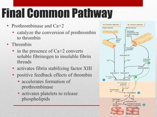 Final Common Pathway
• Prothrombinase and Ca+2
  • catalyze the conversion of prothrombin
    to thrombin
• Thrombin
  • in the presence of Ca+2 converts
    soluble fibrinogen to insoluble fibrin
    threads
  • activates fibrin stabilizing factor XIII
  • positive feedback effects of thrombin
     • accelerates formation of
       prothrombinase
     • activates platelets to release
       phospholipids


                                               61
 