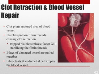 Clot Retraction & Blood Vessel
Repair
• Clot plugs ruptured area of blood
  vessel
• Platelets pull on fibrin threads
  causing clot retraction
   • trapped platelets release factor XIII
     stabilizing the fibrin threads
• Edges of damaged vessel are pulled
  together
• Fibroblasts & endothelial cells repair
  the blood vessel

                                             62
 