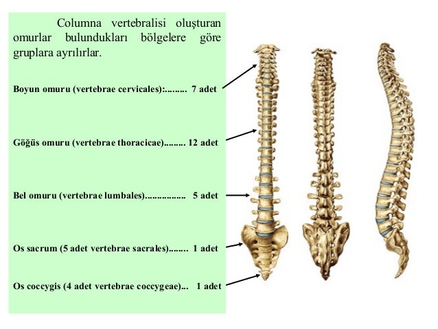 Sabit disk nedir Sabit disk nedir