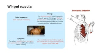 Winged scapula:
Clinical appearance:
It will protrude posteriorly
Etiology :
The serratus anterior muscle pulls the
scapula against the ribcage. The long
thoracic nerve innervates this muscle , if
the nerve becomes injured (as in radical
mastectomy) the scapula protrudes.
Symptoms :
The patient has difficulty in raising the
arm above the head (difficult in rotation
of the scapula)
The medial border and inferior angle of
the scapula will no longer be kept closely
applied to the chest wall
 