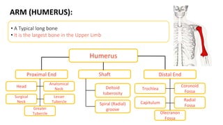 ARM (HUMERUS):
Proximal End
Head
Anatomical
Neck
Surgical
Neck
Greater
Tubercle
Lesser
Tubercle
• A Typical long bone
• It is the largest bone in the Upper Limb
Humerus
Shaft Distal End
Deltoid
tuberosity
Spiral (Radial)
groove
Trochlea
Capitulum
Coronoid
Fossa
Radial
Fossa
Olecranon
Fossa
 