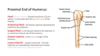 Proximal End of Humerus:
Head : (faces medially) Smooth and forms 1/3 of a
sphere , it articulates with the glenoid cavity of the
scapula .
Anatomical Neck : formed by a groove separating the
head from the tubercles .
Surgical Neck : a narrow part distal to the tubercles. It
is a common fracture site of the humerus .
Greater tubercle : at the lateral margin of the
humerus .
Lesser tubercle : projects anteriorly . The two
tubercles are separated by Intertubercular Groove
(Intertubercular Sulcus/ Bicipital Groove) .
 