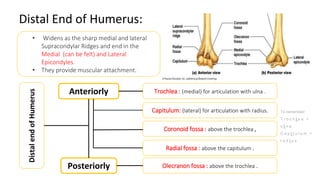 Distal End of Humerus:
• Widens as the sharp medial and lateral
Supracondylar Ridges and end in the
Medial (can be felt) and Lateral
Epicondyles.
• They provide muscular attachment.
Anteriorly
Posteriorly
Trochlea : (medial) for articulation with ulna .
Capitulum: (lateral) for articulation with radius.
Coronoid fossa : above the trochlea ,
Radial fossa : above the capitulum .
Olecranon fossa : above the trochlea .
Distal
end
of
Humerus
To remember:
T r o c h l e a >
u l n a
C a p i t u l u m >
r a d i u s
 