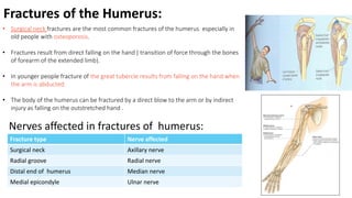 Fractures of the Humerus:
• Surgical neck fractures are the most common fractures of the humerus especially in
old people with osteoporosis.
• Fractures result from direct falling on the hand ( transition of force through the bones
of forearm of the extended limb).
• In younger people fracture of the great tubercle results from falling on the hand when
the arm is abducted.
• The body of the humerus can be fractured by a direct blow to the arm or by indirect
injury as falling on the outstretched hand .
Nerves affected in fractures of humerus:
Fracture type Nerve affected
Surgical neck Axillary nerve
Radial groove Radial nerve
Distal end of humerus Median nerve
Medial epicondyle Ulnar nerve
 