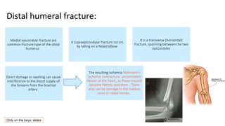 Medial epicondyle fracture are
common fracture type of the distal
humerus
A supraepicondylar fracture occurs
by falling on a flexed elbow
It is a transverse (horizontal)
fracture, spanning between the two
epicondyles
Direct damage or swelling can cause
interference to the blood supply of
the forearm from the brachial
artery.
The resulting ischemia Volkmann’s
ischemic contracture- uncontrolled
flexion of the hand , as flexor muscle
become fibrotic and short . There
also can be damage to the median
ulnar or radial nerves .
Distal humeral fracture:
Only on the boys’ slides
 