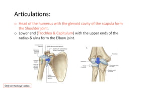 Articulations:
o Head of the humerus with the glenoid cavity of the scapula form
the Shoulder joint.
o Lower end (Trochlea & Capitulum) with the upper ends of the
radius & ulna form the Elbow joint.
Only on the boys’ slides
 