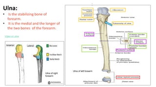 Ulna:
• Is the stabilizing bone of
forearm.
• It is the medial and the longer of
the two bones of the forearm.
Ulna of left forearm
Video on ulna
Ulna of right
forearm
 