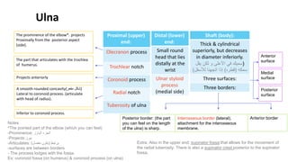 Ulna
Proximal (upper)
end:
Olecranon process
Trochlear notch
Coronoid process
Radial notch
Tuberosity of ulna
Distal (lower)
end:
Small round
head that lies
distally at the
wrist
Ulnar styloid
process
(medial side)
Posterior border: (the part
you can feel on the length
of the ulna) is sharp.
Interosseous border (lateral),
attachment for the interosseous
membrane.
Anterior border
Posterior
surface
Medial
surface
Anterior
surface
The prominence of the elbow*. projects
Proximally from the posterior aspect
(side).
The part that articulates with the trochlea
of humerus.
Projects anteriorly
A smooth rounded concavity(‫مقعر‬ ‫)شكل‬
Lateral to coronoid process. (articulate
with head of radius).
Inferior to coronoid process.
Notes
*The pointed part of the elbow (which you can feel)
-Prominence: ‫البارز‬ ‫الجزء‬
-Projects:‫يبرز‬
-Articulates: ‫يرتبط‬
(
‫مفصل‬ ‫يكون‬
)
-surfaces are between borders
- The process lodges with the fossa.
Ex: coronoid fossa (on humerus) & coronoid process (on ulna)
Shaft (body):
Thick & cylindrical
superiorly, but decreases
in diameter inferiorly.
(
‫سميك‬
‫يقل‬ ‫لكن‬ ‫و‬ ‫األعلى‬ ‫في‬
‫سمكه‬
(
‫قطره‬
)
‫لألسف‬ ‫اتجهنا‬ ‫إذا‬
‫ل‬
)
Three surfaces:
Three borders:
Extra: Also in the upper end: supinator fossa that allows for the movement of
the radial tuberosity. There is also a supinator crest posterior to the supinator
fossa.
 