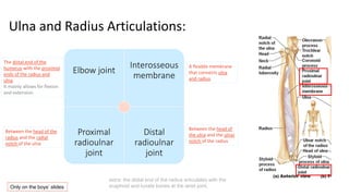 Ulna and Radius Articulations:
Elbow joint
Interosseous
membrane
Proximal
radioulnar
joint
Distal
radioulnar
joint
A flexible membrane
that connects ulna
and radius
The distal end of the
humerus with the proximal
ends of the radius and
ulna.
It mainly allows for flexion
and extension.
Between the head of the
radius and the radial
notch of the ulna
Between the head of
the ulna and the ulnar
notch of the radius
extra: the distal end of the radius articulates with the
scaphoid and lunate bones at the wrist joint.
Only on the boys’ slides
 