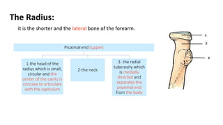 The Radius:
it is the shorter and the lateral bone of the forearm.
Proximal end (upper)
1-the head of the
radius which is small,
circular and the
center of the cavity is
concave to articulate
with the capitulum
2-the neck
3- the radial
tuberosity which
is medially
directed and
separates the
proximal end
from the body
 