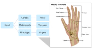 Hand
Carpals Wrist
Metacarpals The palm
Phalanges Fingers
 