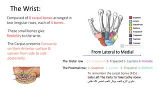 The Wrist:
Composed of 8 carpal bones arranged in
two irregular rows, each of 4 bones .
These small bones give
flexibility to the wrist.
The Carpus presents Concavity
on their Anterior surface &
convex from side to side
posteriorly.
The Proximal row : 1- Scaphoid 2- Lunate 3- Triquetral 4- Pisiform
The Distal row : 1- Trapezium 2- Trapezoid 3- Capitate 4- Hamate
From Lateral to Medial
To remember the carpal bones (435) :
Sally Left The Party To Take Cathy Home
‫هلس‬ ‫كله‬ ‫تخسر‬ ‫تلعب‬ ‫بوكر‬ ‫تلعب‬ ‫الزم‬ ‫سلوى‬
 