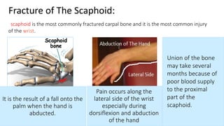 Fracture of The Scaphoid:
scaphoid is the most commonly fractured carpal bone and it is the most common injury
of the wrist.
It is the result of a fall onto the
palm when the hand is
abducted.
Pain occurs along the
lateral side of the wrist
especially during
dorsiflexion and abduction
of the hand
Union of the bone
may take several
months because of
poor blood supply
to the proximal
part of the
scaphoid.
 