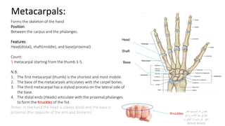 Metacarpals:
Forms the skeleton of the hand
Position:
Between the carpus and the phalanges.
Features:
Head(distal), shaft(middle), and base(proximal).
Count:
5 metacarpal starting from the thumb 1-5.
N.B:
1. The first metacarpal (thumb) is the shortest and most mobile.
2. The base of the metacarpals articulates with the carpel bones.
3. The third metacarpal has a styloid process on the lateral side of
the base.
4. The distal ends (Heads) articulate with the proximal phalanges
to form the Knuckles of the fist.
Notes: In the hand the head is always distal and the base is
proximal (the opposite of the arm and forearm).
Head
Shaft
Base
Knuckles
‫نقدر‬ ‫تنسونها‬ ‫ما‬ ‫عشان‬
‫ودايم‬ ‫الباب‬ ‫بها‬ ‫نطرق‬
‫بـ‬ ‫الطق‬ ‫صوت‬ ‫عن‬ ‫نعبر‬
(knock knock)
 