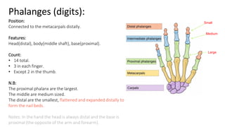 Phalanges (digits):
Position:
Connected to the metacarpals distally.
Features:
Head(distal), body(middle shaft), base(proximal).
Count:
• 14 total.
• 3 in each finger.
• Except 2 in the thumb.
N.B:
The proximal phalanx are the largest.
The middle are medium sized.
The distal are the smallest, flattened and expanded distally to
form the nail beds.
Notes: In the hand the head is always distal and the base is
proximal (the opposite of the arm and forearm).
Large
Medium
Small
 