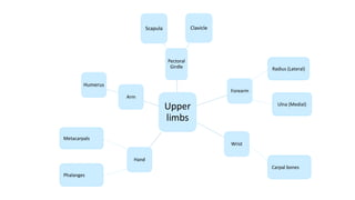 Upper
limbs
Pectoral
Girdle
Scapula Clavicle
Forearm
Wrist
Hand
Arm
Humerus
Radius (Lateral)
Ulna (Medial)
Carpal bones
Metacarpals
Phalanges
 