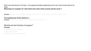 Q5:A man had trauma in his back , his scapula protrudes posteriorly and he can’t rise his hand above his
head .
What does he complain of ? And what’s the name of the muscle and the nerve ?
Answer: winging of the scapula, Serratus anterior that is innervated by the long thoracic nerve
The weakest part of the clavicle is :
Answer: The junction between the medial 2/3 and the lateral 1/3
Q6:what are the functions of scapula ?
Answer:
1.attachment to muscles.
2.Arm movement
3.Formation of shoulder joint
 