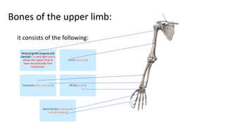 it consists of the following:
Pectoral girdle (scapula and
clavicle) it is very light and it
allows the upper limb to
have exceptionally free
movement.
Arm(humerous)
Forearm(radius and ulna) Wrist(carpals)
Hand bones(metacarpals
and phalanges)
Bones of the upper limb:
 