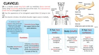 It serves as a rigid
support from which the
scapula and free upper
limb are suspended
keeping them away from
the trunk, so that the arm
has maximum freedom of
movement.
Transmits forces from
the upper limb to the
axial skeleton.
Provides attachment
for muscles.
It forms a boundary
of the cervicoaxillary
canal for protection
of the neurovascular
bundle of the UL.
Functions
It is a doubly curved long bone with no medullary (bone marrow)
cavity, lying horizontally across the root of the neck. It is subcutaneous
(under the skin) throughout its length.
It has the appearance of an elongated capital letter (S) lying on one
side.
If the clavicle is broken, the whole shoulder region caves in medially.
Body (shaft):
The medial 2/3
of the body
(shaft) is convex
forward.
The lateral 1/3 is
concave
forward.
It has two
surfaces:
Superior:
smooth as it lies
just deep to the
skin.
Inferior: rough
because strong
ligaments bind it
to the 1st rib
It has two
ends:
Its medial
(Sternal) end is
enlarged &
triangular.
Its lateral
(Acromial) end is
flattened
CLAVICLE:
 