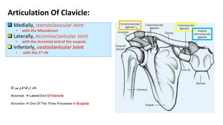  Medially, sternoclavicular Joint
• with the Manubrium
 Laterally, Acromioclavicular Joint
• with the Acromial end of the scapula
 Inferiorly, costoclavicular Joint
• with the 1st rib
Articulation Of Clavicle:
‫بين‬ ‫فرق‬ ‫فيه‬ ‫أن‬ ‫تذكر‬

Acromial  Lateral End Of Clavicle
Acromion  One Of The Three Processes in Scapula
 