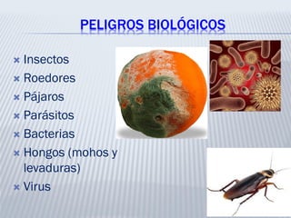 PELIGROS BIOLÓGICOS
 Insectos
 Roedores
 Pájaros
 Parásitos
 Bacterias
 Hongos (mohos y
levaduras)
 Virus
 