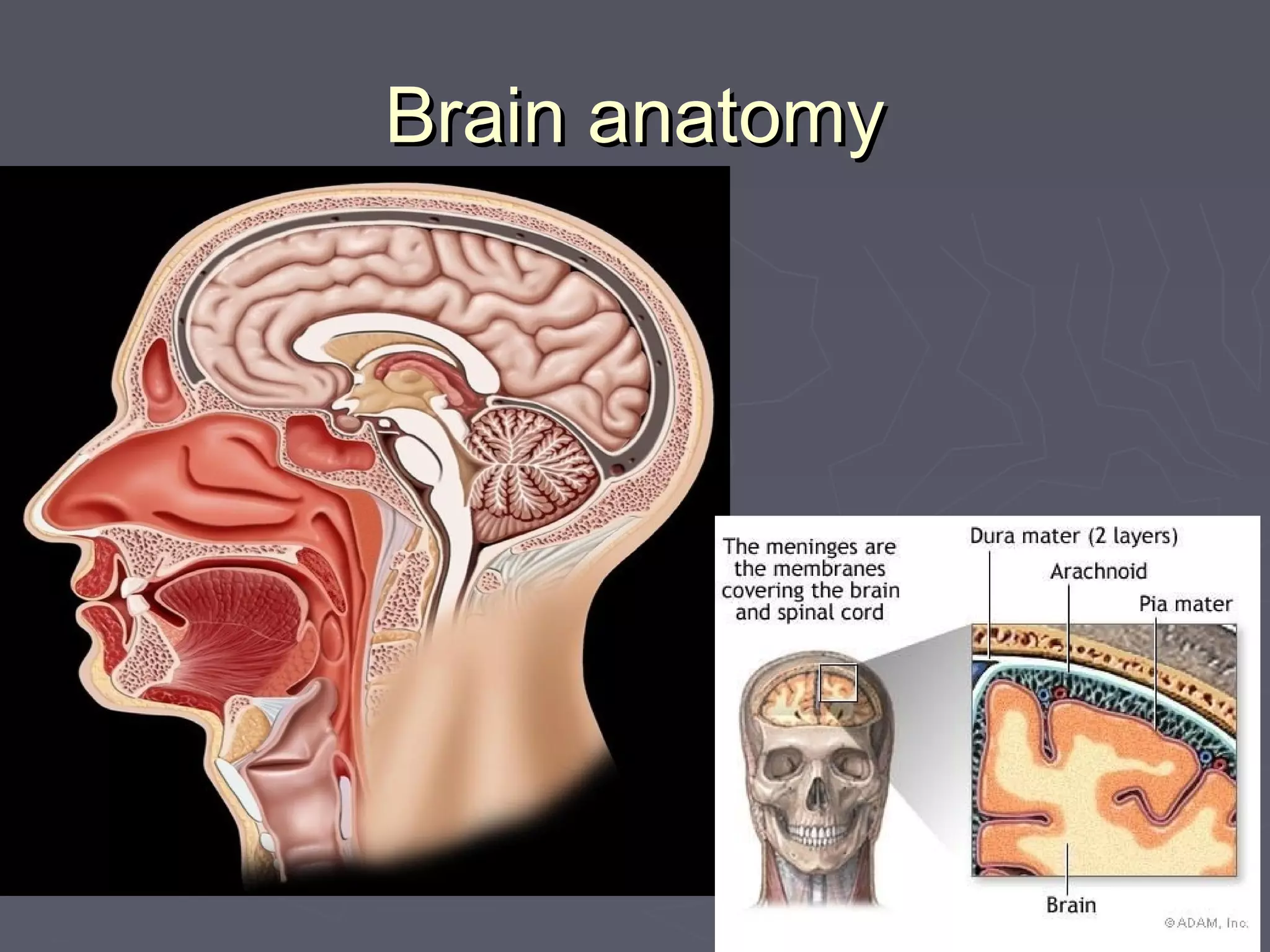 2- Brain emergency | PPT
